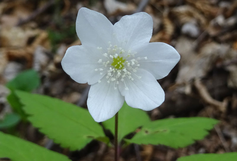 Anemonoides trifolia subsp.trifolia - Ranunculaceae